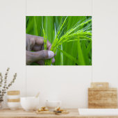 Poster de clôture de Ricefield (Cuisine)