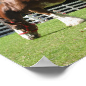 Poster de Clydesdale (Coin)