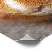 Poster de cochon de Guinée (Coin)