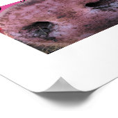 Poster de cochon fou (Coin)