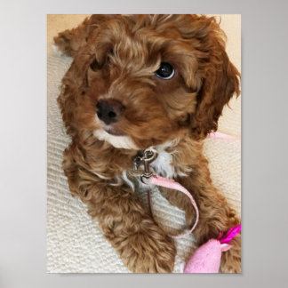 Poster de Cockapoo Puppy