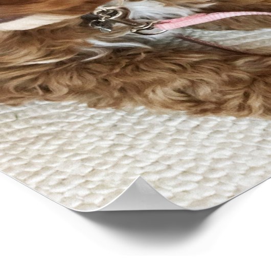 Poster de Cockapoo Puppy (Coin)