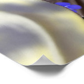 Poster de Cockatiels colorés (Coin)