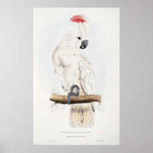 Poster de Cockatoo à crête saumon