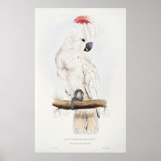 Poster de Cockatoo à crête saumon (Devant)