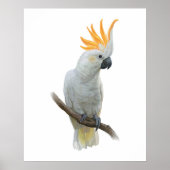 Poster de Cockatosa dessiné à la main blanche (Devant)