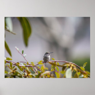 Poster de colibri 3346