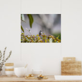 Poster de colibri 3346 (Cuisine)