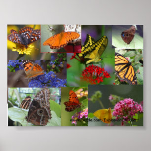Poster de collage papillon