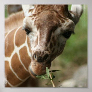 Poster de collations de girafe Imprimer