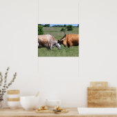 Poster de combat de la vache de Texas Longhorn (Cuisine)