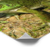 Poster de conception de grenouille (Coin)