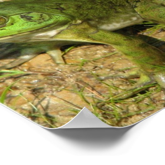 Poster de conception de grenouille (Coin)