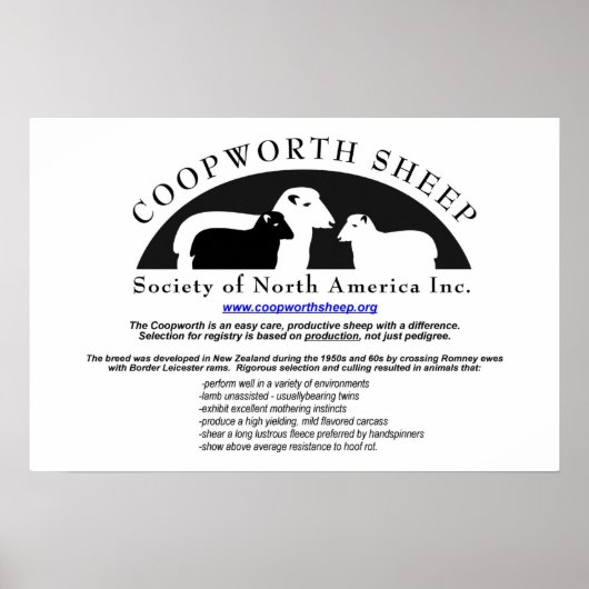 Poster de Coopworth Sheep (Devant)