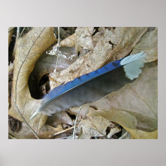 Poster de coordination des éléments de la plume de (Devant)