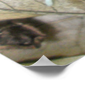 Poster de coordination des éléments de la plume de (Coin)