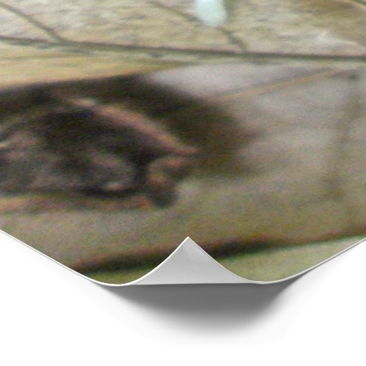 Poster de coordination des éléments de la plume de (Coin)