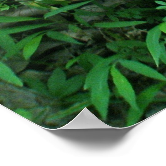 Poster de coordination du champignon Pale Shelf (Coin)