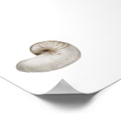 Poster de coquillage aquarelle (Coin)