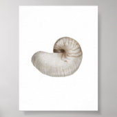 Poster de coquillage aquarelle (Devant)