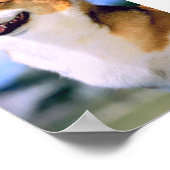 Poster de Corgi (Coin)