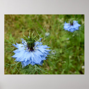 Poster de Cornflower