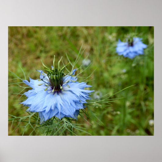 Poster de Cornflower (Devant)