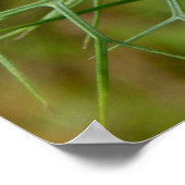 Poster de Cornflower (Coin)