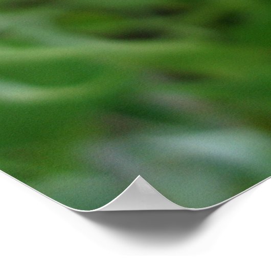 Poster de Cornflower bleu (Coin)