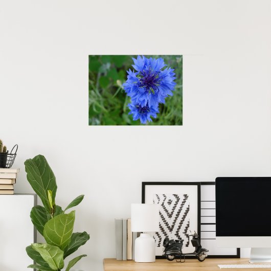 Poster de Cornflower bleu (Bureau à domicile)
