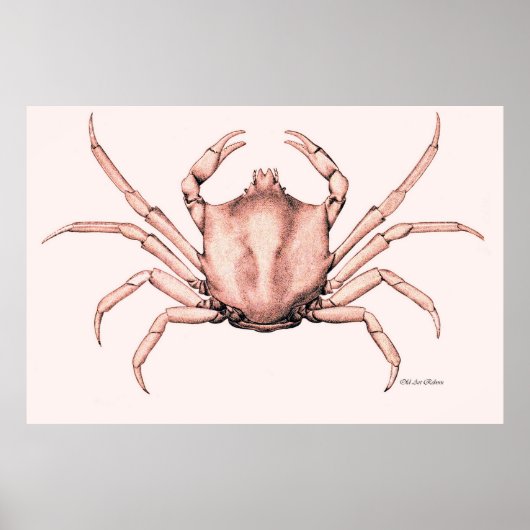 Poster de crabe Corab (Devant)