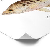 Poster de Crappie (Coin)