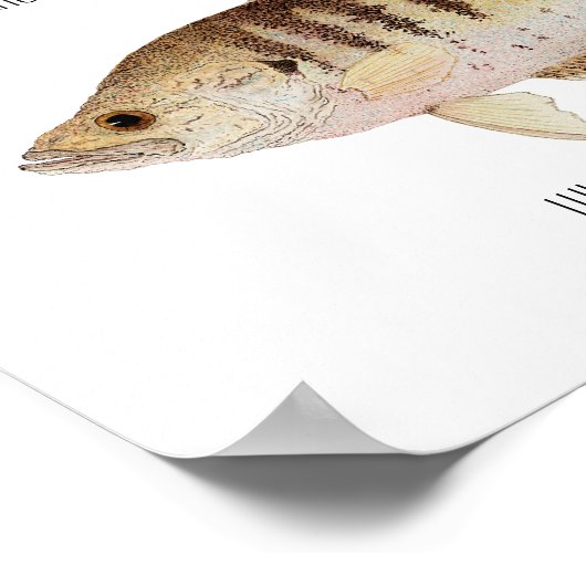 Poster de Crappie (Coin)