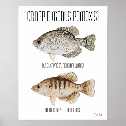 Poster de Crappie (Devant)