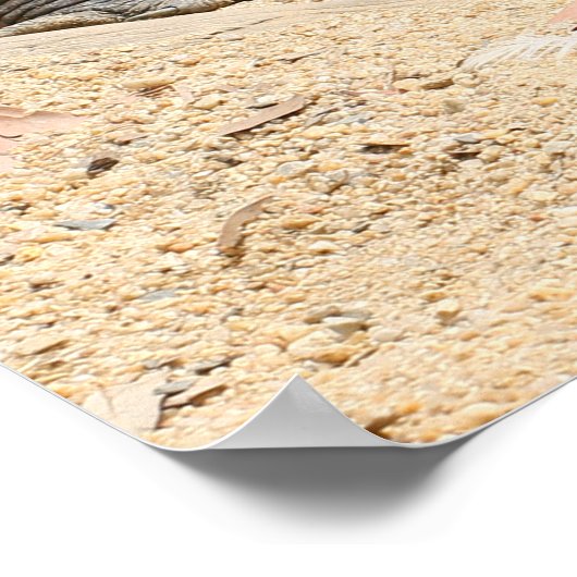 Poster de crocodile (Coin)