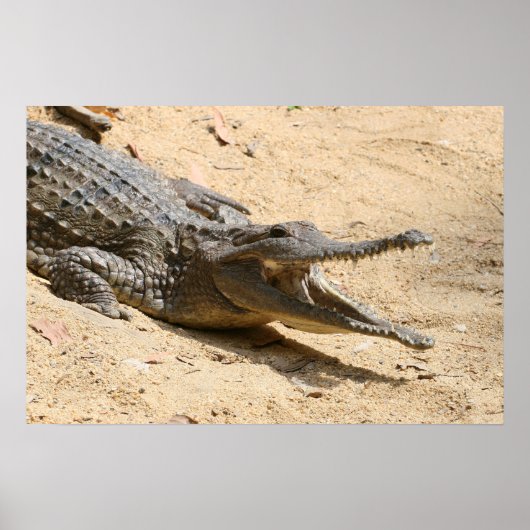 Poster de crocodile (Devant)