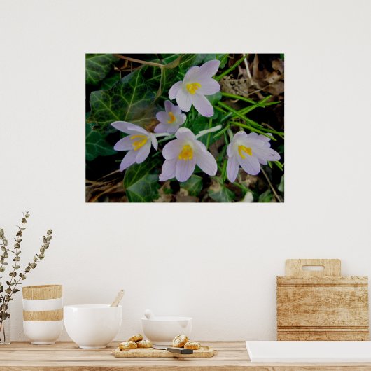 Poster de Crocus pourpre (Cuisine)