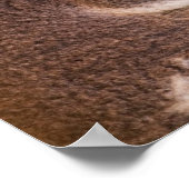 Poster de Cute Koala (Coin)