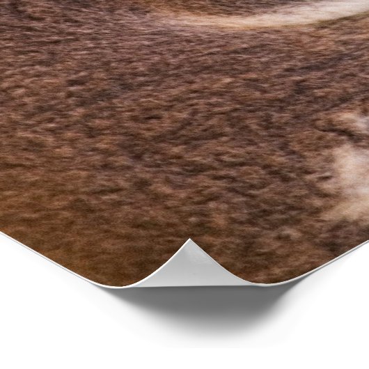 Poster de Cute Koala (Coin)