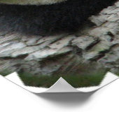 Poster de Cute Panda (Coin)