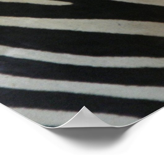 Poster de Cute Zebra (Coin)