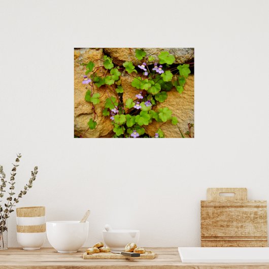 Poster de Cymbalaria Muralis (Cuisine)