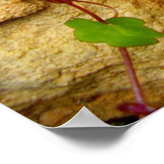 Poster de Cymbalaria Muralis (Coin)