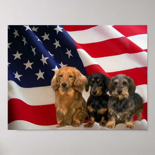 Poster de Dachshund America (Devant)