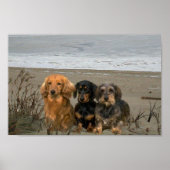 Poster de Dachshunds Closeup Beach (Devant)