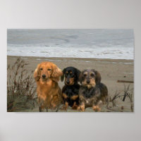 Poster de Dachshunds Closeup Beach