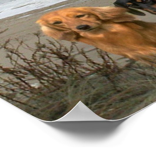 Poster de Dachshunds Closeup Beach (Coin)