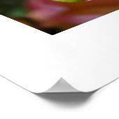 Poster de Dahlias (Coin)