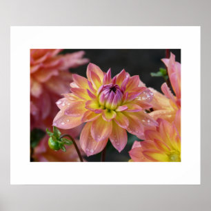 Poster de Dahlias