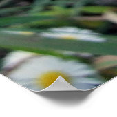 Poster de Daisy Fleabane (Coin)